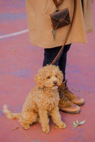 Resim Merlin Köpek Gezdirme Kayışı - Sadece Deri Kayış İstiyorum / Antik Taba / İsim Baskı İstemiyorum 