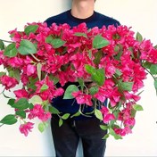 Resim 6 adet Gerçekçi Yapay Bougainvillea Sarmalı Çiçekler - Pembe Sahte Çiçek Gövdeleri Yeşil Yapraklarla İç ve Dış Mekan Ev Dekoru, Mevsimlik Düzenlemeler, Düğünler, Partiler ve DIY Bahçe Projeleri için - Anneler Günü, Juneteenth, Anma Günü, Sevgililer Günü, Bağımsızlık Günü, Noel için En İyi, Şükran Günü için Mükemmel 