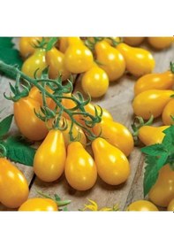 Resim Yellow Pear Sarı Ampul Domates Tohumu 15 Tohum 
