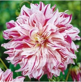 Resim Yıldız Soğanı Dahlia Avignon Soğanı 1 Adet Dev Yıldız Çiçeği Boy 100 Cm-897001092 