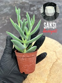 Resim Crassula Mesembryanthemoides Succulent Tüylü Çiçek Açan Sukulent Saksı Hediyeli 