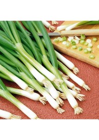 Resim Taze Yeşil Soğan Tohumu 5 Gram 1 Paket 