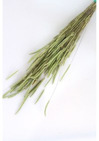 Resim Kuru Çiçek Dağ Püskülü 