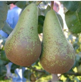 Resim Tüplü Aşılı Özel Aromalı Geçci Abete Fetel Armut Fidanı 