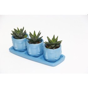 Resim TRİO MAVİ ADLER SUKULENT SETİ - Haworthia Pumila 