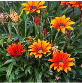 Resim Gazanya Çiçeği 10 Adet - Saksılı 