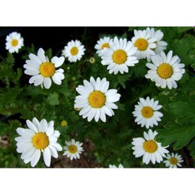 Resim Papatya Çiçeği - Chamomillae Romanae 3 Adet 