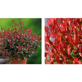 Resim Bodur Alev Çalısı 3 Adet Kırmızı Süs Bitkisi 