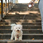 Resim 2m ve 3m Geri Çekilebilir Köpek Tasması - Küçük Evcil Hayvanlar için Otomatik Naylon Tasma, Taşınabilir & Kolay Taşıma, Dayanıklı & Karışmayan Tasarım Yavru Köpekler, Kediler ve Küçük Köpekler İçin - Dış Mekan Yürüyüşleri için Mükemmel, Küçük Köpekler için Köpek Tasması 