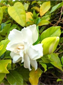 Resim Videolu 1 Adet Ithal Kokulu Gardenya Çiçeği Ofis Bitkisi 25-35 Cm Saksılı İç Mekan Bitki Gardenia 