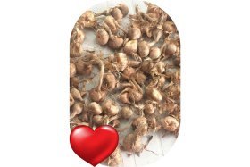 Resim Sarı Tarım Safran Soğanı 10 Adet 