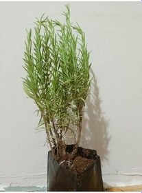 Resim 3 Adet Tüplü Saksılı Biberiye Fidesi 
