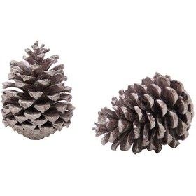 Resim Sahil Kozalağı 2 Li Lila 