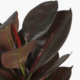 Resim Saksılı Meşe Ağacı 120cm 