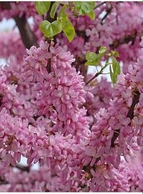 Resim Pembe Renk Erguvan Ağacı Fidanı 1 Adet Saksılı/Tüplü 40-70Cm (Pink Cercis), GDBTS060624NA67 