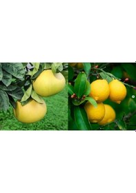 Resim Tüplü Aşılı Yediveren Limon+Şadok Ağaç Kavunu 1-2 Yaş 90-110Cm 