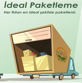 Resim Dracaena Marginata Çiçeği 2 Gövdeli 80-100cm 
