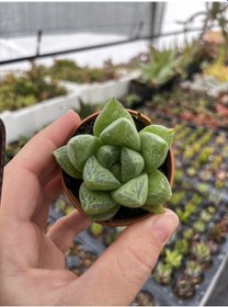 Resim Blacksand Haworthia 1 Adet 