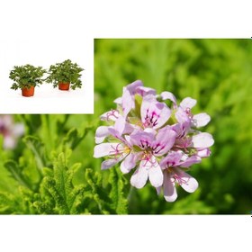 Resim Itır Çiçeği 10 Adet - Pelargonium Graveolens 