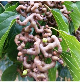 Resim Tüplü Japon Kuru Üzümü Şeker Ağacı sugar Tree Fidanı 