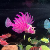 Resim 1 Adet Parlayan Aslan Balığı Akvaryum Dekorasyonu Gece Işığı ile - Kendinden Aydınlatmalı Aquarium Süsü, Vantuz Taban & Esnek Gövde, Gerçekçi Yüzme Hareketi, Şirin/Tatlı Suyun Deniz Yaşamı İçin Kolay Bakım Malzemesi (Resif, Japon balığı ve Savaşcıbalık tankları ile uyumlu) - DIY Havza Peyzaj Aksesuarı Parıldayan Quyağa sahip gerçekçi tasarım Çeşitli Renkler Mevcut, Acquarian dekor, Çok Büyük Boyutta Fish Tank süslemeleri 