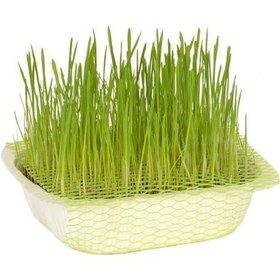 Resim Quik Kedi Çimi Original 