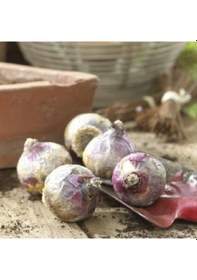 Resim Blue Pearl Kokulu Sümbül Soğanı 3 Adet 