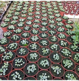 Resim Tesbih-boncuk Çiçeği Sukulent.senekio klenia Rowleyanus 8 Lik 