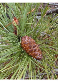 Resim Aysenin Çam Terebentin / Pine Turpentine Oil 15 ML 