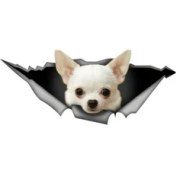 Resim Tsc Beyaz Chihuahua Araba Leptop Sticker Etiket 20 cm 
