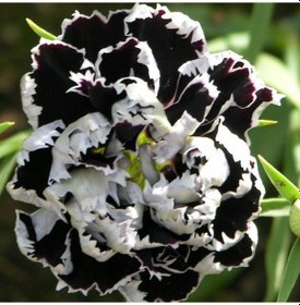 Resim Heddewigii Siyah Beyaz Karanfil Çiçeği 100 Adet 