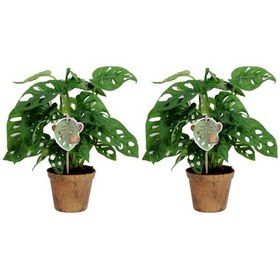 Resim Delikli Devetabanı (Monstera Adansonii Monkey) Saksılı 2 Adet 