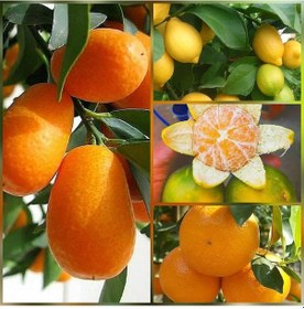 Resim 4 Lü Aşılı Özel Narenciye Fidanı Pakedi Kamkat. Yediveren Limon. 