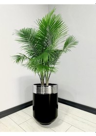 Resim Elegant Dekoratif Krom Darbuka Parlak Siyah Saksı 60cm 