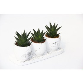 Resim Haworthia Trio Set - 3lü Limifolia 