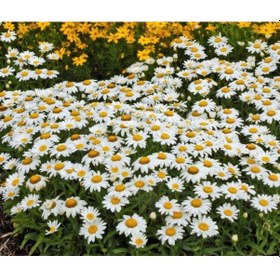 Resim Beyaz Papatya Çiçeği 5 Adet - Saksıda Çok Yıllık 