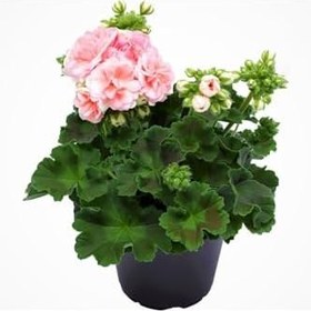 Resim Sardunya Çiçeği (Pembe Renk) Kalın Yapraklı Cins 1.Kalite Büyük Boy Saksıda 