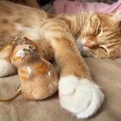 Resim Şeffaf Kedi Saç Anı Kaplı - Sevimli Kedi Şekilli Evcil Hayvan Tüyü Saklama Kutusu, Duygusal Hediye İçin DIY Kolye Mühürü, Kedi Severler ve Evcil Hayvanlar İçin Kalp Hediyesi, Sıcak Tasarım, Hava Geçirmez Kapak, Duygusal Alıcılar, Basit Sergileme, Şeffaf Malzeme, Duygusal Alıcı 