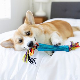 Resim Petstages Mini Orka Bone Kemik Şeklinde Köpek Oyuncağı - Cutie Chewies Hedgehog Dog Chew 