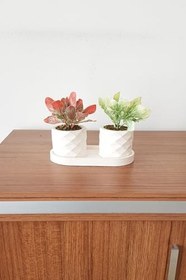 Resim Beton Saksıda Yeşillik Pudralı Masa Çiçeği 2 Li Turuncu -açık Yeşil Turuncu Yeşil Tek Ebat 