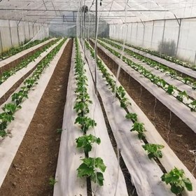 Resim 1,3x10 m BEYAZ SULZER KUMAŞ SERA TABAN ÖRTÜSÜ JÜT BLUEBERRY PEYZAJ UYGULAMA ÖRTÜSÜ MULCH NAYLONU ÇİLEK MALÇ 