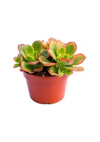 Resim Aeonium Kiwi - 5 Adet Sukulent - Teraryum Bitkisi 