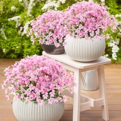 Resim 6 Paket Canlı Şanslı Nar Çiçekleri, Bahçe, Pencere, Veranda, Avlu, Patio Tasarımı, Masa Ortası, Yatak Odası, Oturma Odası, Çalışma Odası, Otel, DIY Çiçek Düzenlemeleri, Ev, Ofis, Tatil Kutlamaları, Düğün Partileri, Sahte Çiçek Ortası Süslemeleri, Açık Festival Süslemeleri 