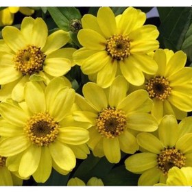 Resim Mini Çiçekli Kirli Hanım Zinnia Tohumu - Sarı Kırmızı Renk - 5 Adet - 