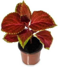 Resim Nadir Tür Kolyos Yaprak Güzeli Çiçeği 2 Adet Saksılı (Coleus), GDB140624NA24 