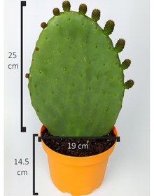 Resim Dikenli İncir Saksıda Hint İnciri Kaynana Dili Frenk Yemişi Kürek Yemişi 19 CM Turuncu Saksıda 
