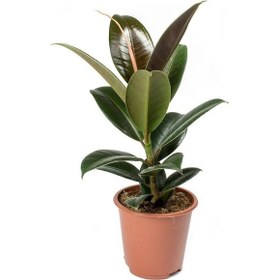 Resim Kauçuk Ağacı 80 cm 