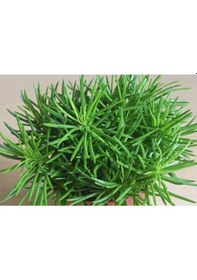 Resim Senekio Barbertonicus Himalaya - 10 Adet Sukulent - Teraryum Bit 