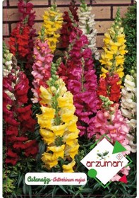 Resim Aslanağzı Çiçeği 100 Adet Karışık Renkler 