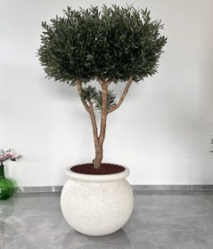 Resim Yapay Ağaç Siyah Zeytin Likya - Portu L saksılı fiyat 